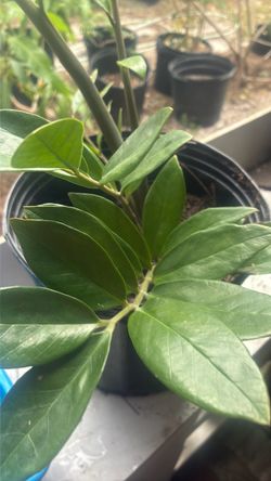 ZZ Plant in 6 in. Grower Pot