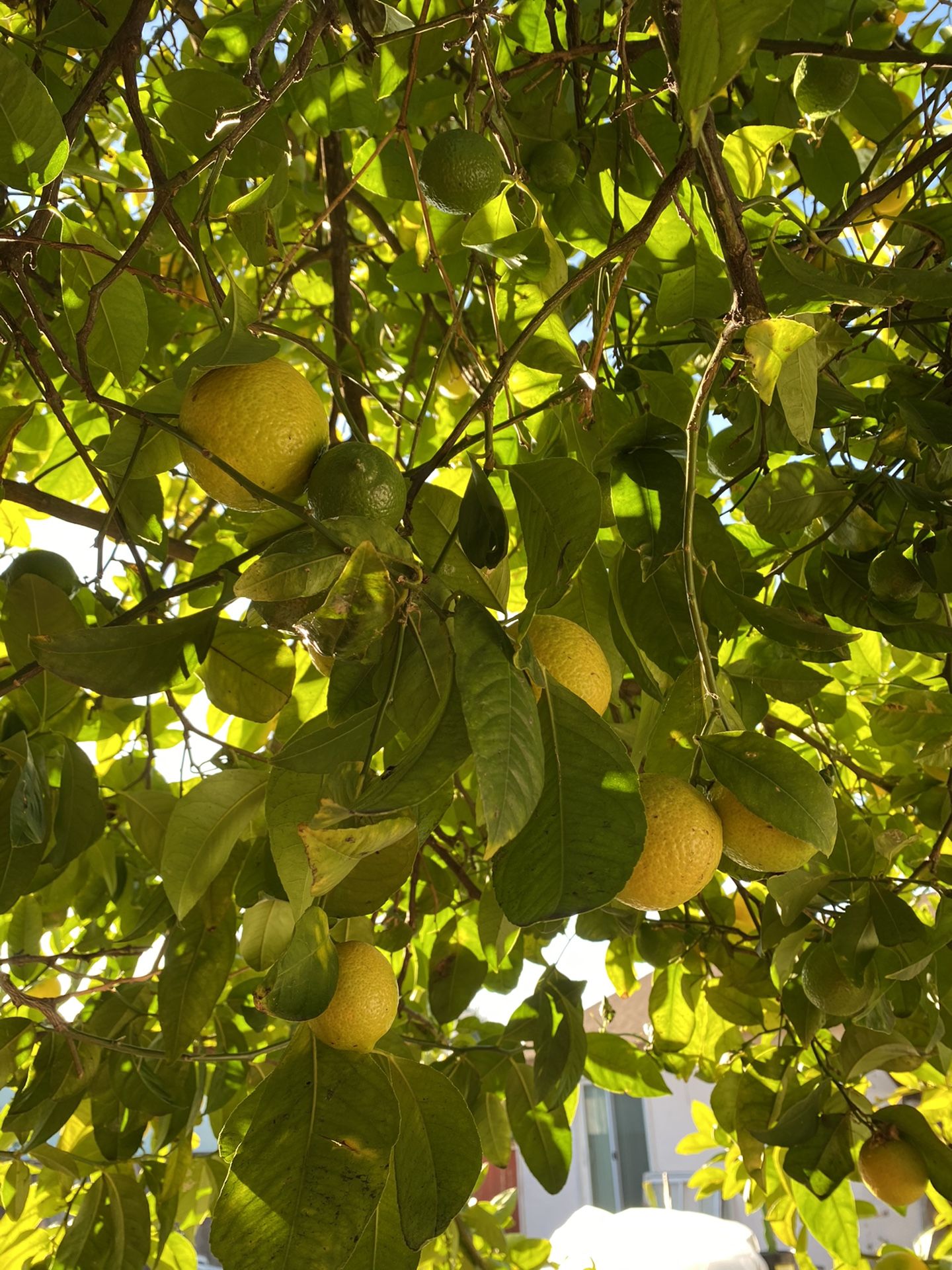 Lemons Organic