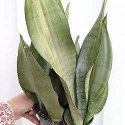 Sansevieria Moonshine Snake Plant 6" Pot - Indoor House Plants