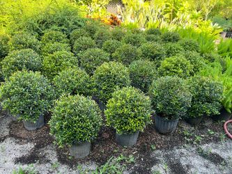 Single ball topiary in 3 gls pot. SPECIAL PRICE 🤩