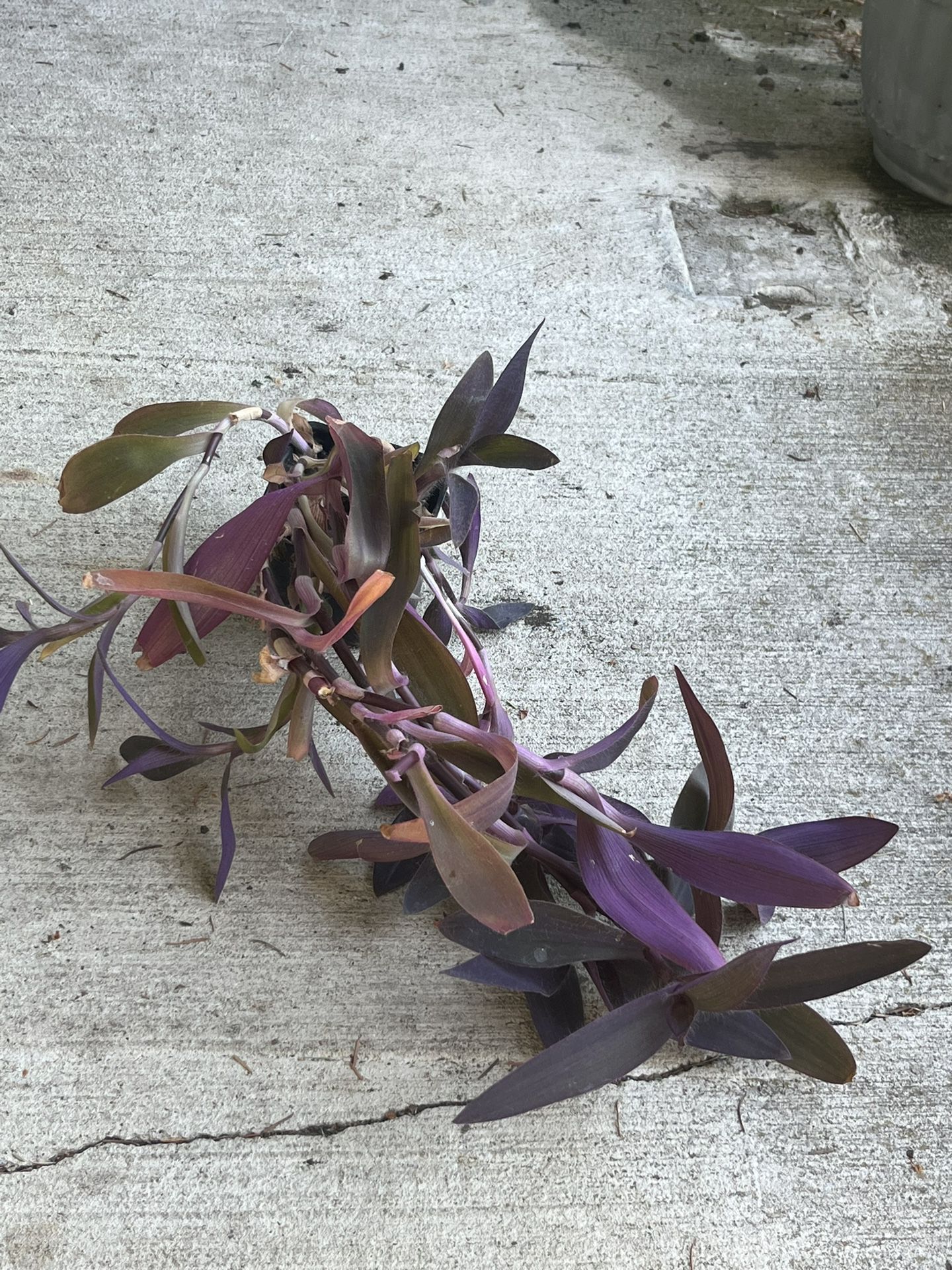 Purple Heart Tradescantia Plant Flower 