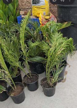 Sago palms