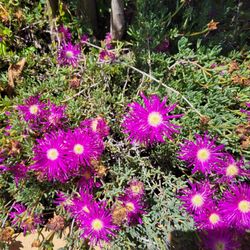 Ice Plant