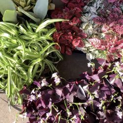 New Plants Selections Cây Kiểng Mới Về