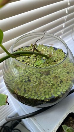 Pothos plant and floating plants