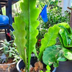 "Queen of The Night - Epiphyllum Oxypetalum Orchid White Yellow Flowers