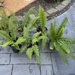 6 fern Plants