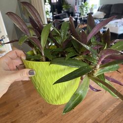 Tradescantia (wandering dude) Plant