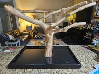 parrot bird perch