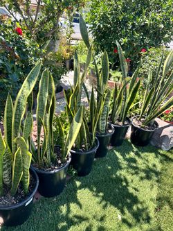 Snake Plants