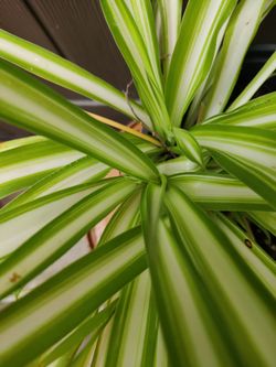 Live healthy plant Spider plant 1-gal