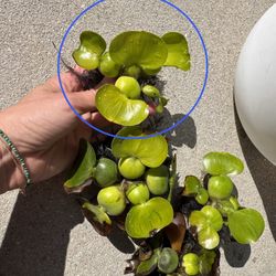Small Water Hyacinth. Live Pond Plant. Aquatic plant