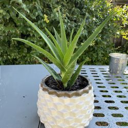 Plant 4 Sale 