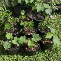 Chaya (tree spinach)