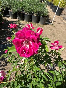 Burgundy iceberg rose