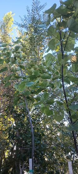 Shade trees.