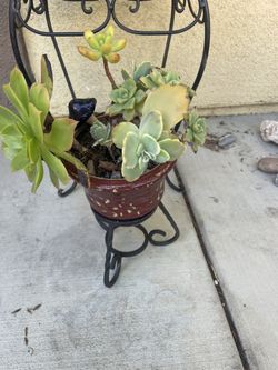Succulent In Decorative terracotta Planter Other In ceramic Po