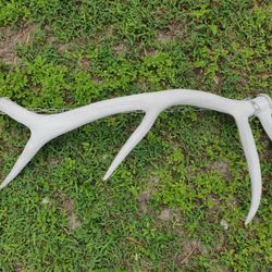 Large Real Elk Antlers 45"