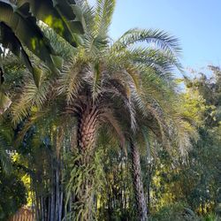 Sylvester Palm Seedlings (10 for $10)