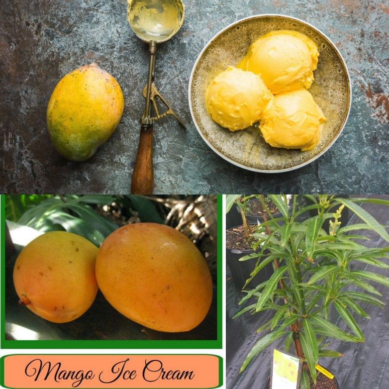 Ice Cream Mango Dwarf Trees 3gal Arboles De Mango Injertados Enano Ice Cream