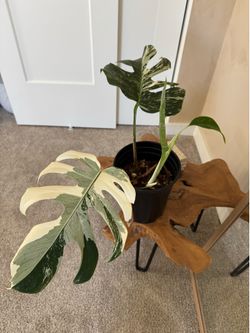 Variegated Monstera Albo Rooted