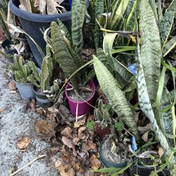 Snake Plants And Banana Tree
