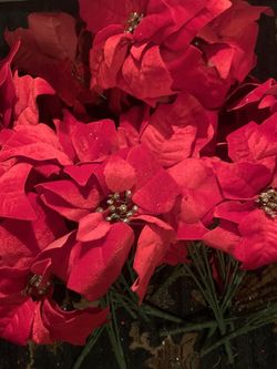 Poinsettias, oh my! ENORMOUS lot of decorative poinsettias RETAIL $12.99 each - $2 each MANY AVAILABLE