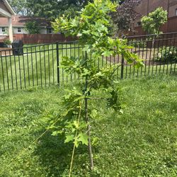 Oak Tree