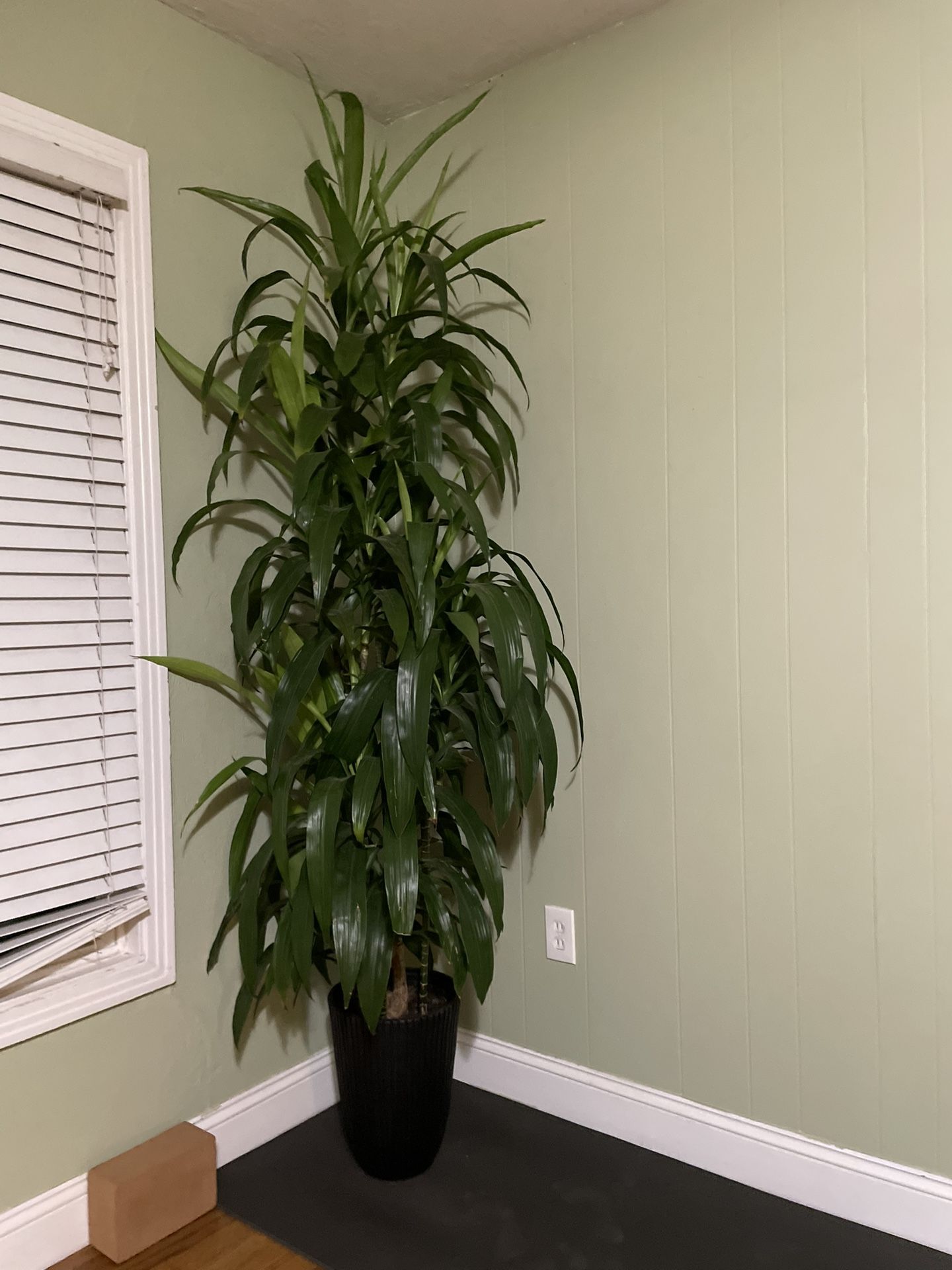 Huge/full~7.5ft (4big N 2 Smaller Plants In The Pot)Dracena low Light/low Maintenance Indoor Plant, Black Self Watering Pot Included; 95820