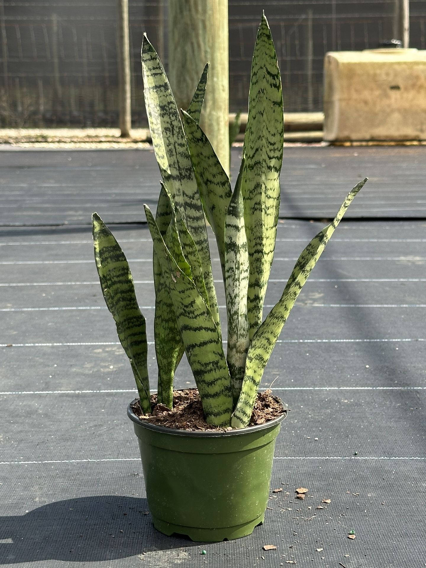Sansevieria Zeylanica 12”-15” Tall. 6” Pot. Snake plant/ Lengua De Suegra
