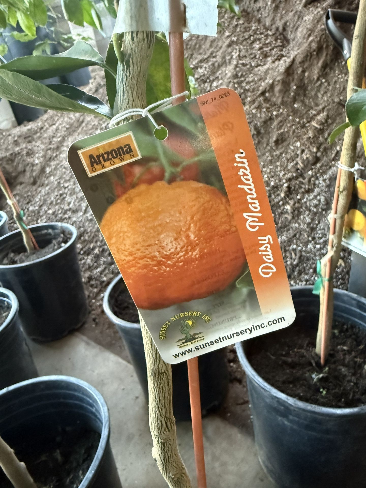 Citricos Tree $50 Each