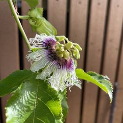 Passion Fruit  Tree  