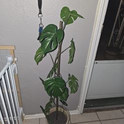 40" H Artificial Climbing Monstera Home Decor Plant By Hearth And Hand 