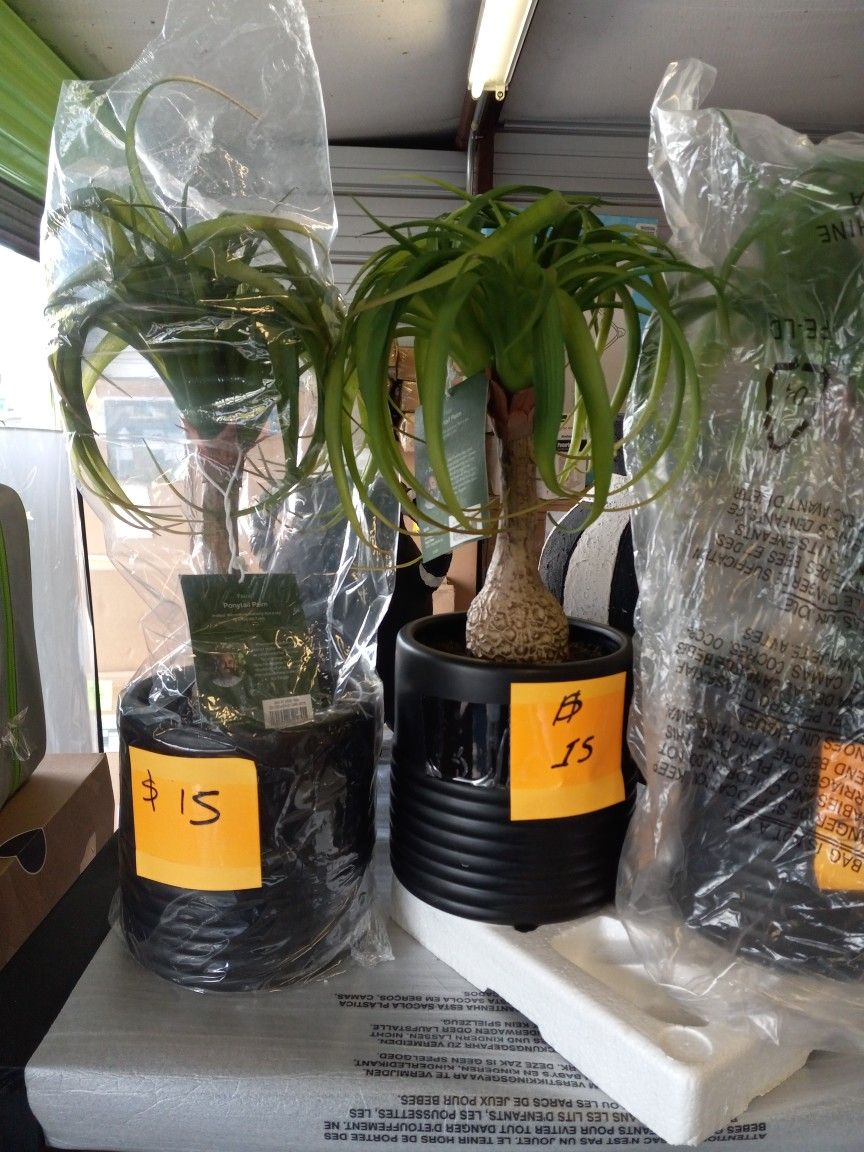 New Artificial Plants Price Starts At $ 15