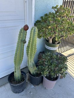 tengo Plantas De Catus 