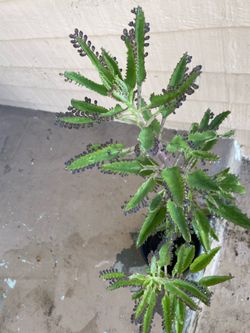 Kalanchoe Mother’s Of Thousands Kalanchoes Plant
