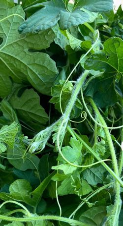 Cerasee plant