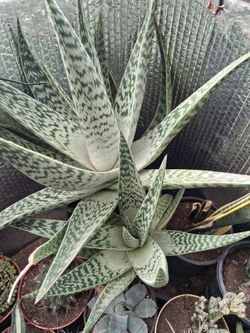 Beautiful plant.