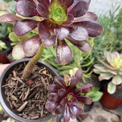 5 inch Pot Succulent Plant - Aeonium black Rose