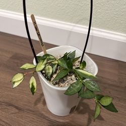Hoya Lacunosa Variegated