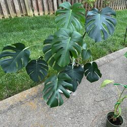 Monstera