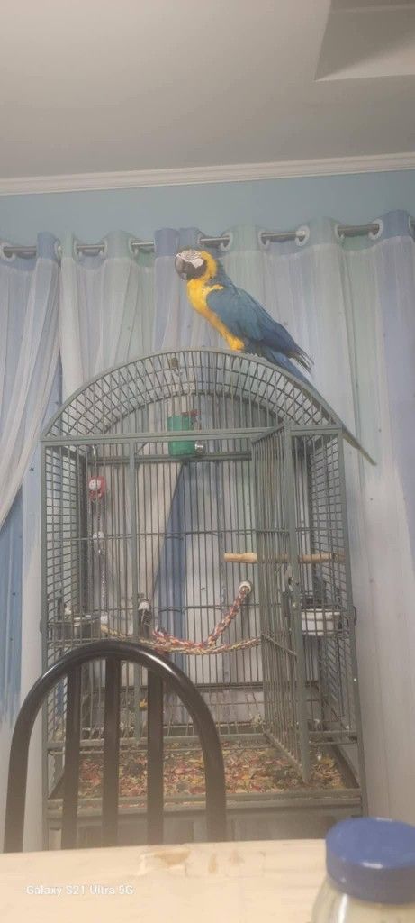 Cage Big 