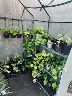 Beautiful plants cheaper then the store prices