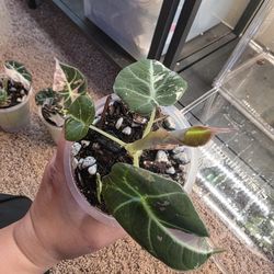 Alocasia Pink Black Velvet (lower color)