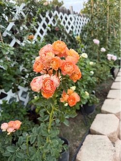 Rose Seedlings Available