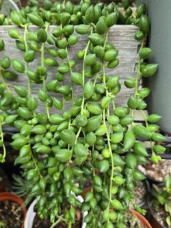 tear string/collar de lágrimas 