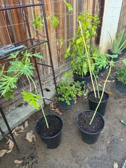 Potted Papaya trees Plants
