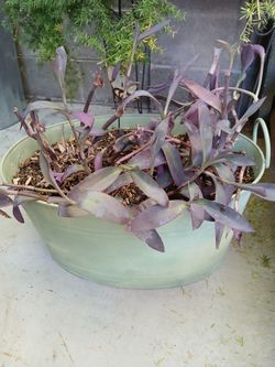 Large Tub of Hearts and Flowers