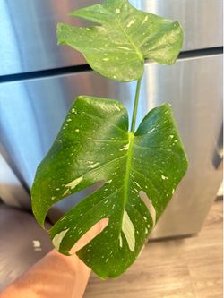 Monstera Thai Constellation