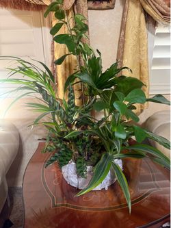 Real plant